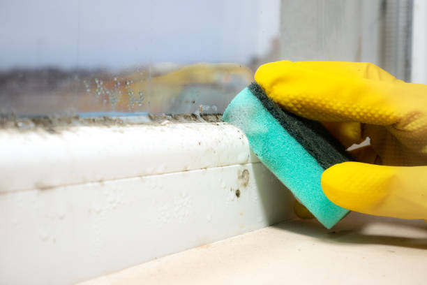 Best Professional Mold Removal  in USA